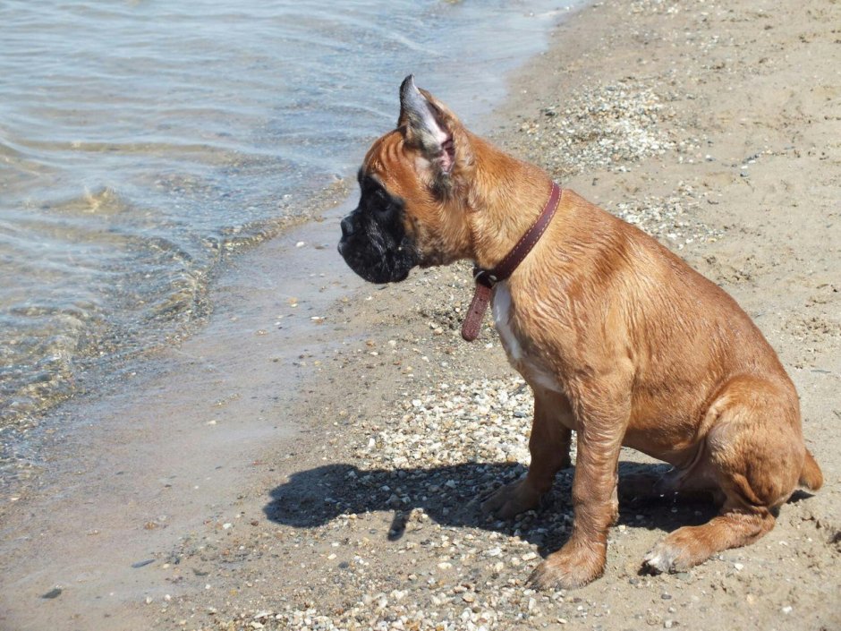 Быкодав собака Петра 1