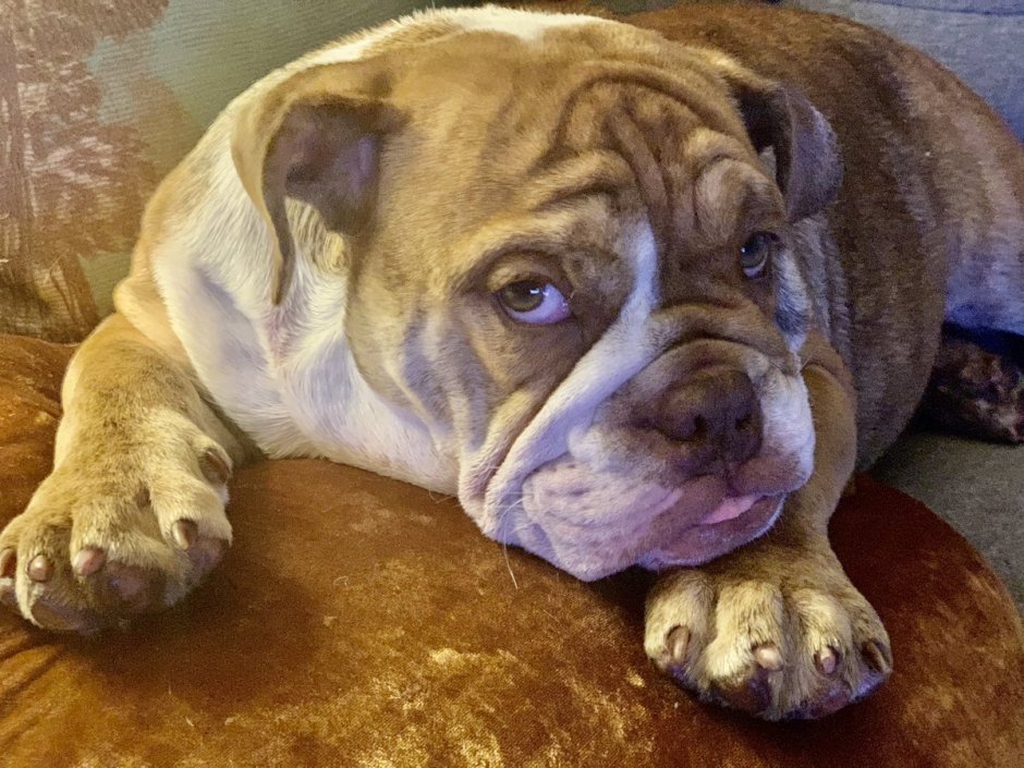 Немецкий боксёр породы собак