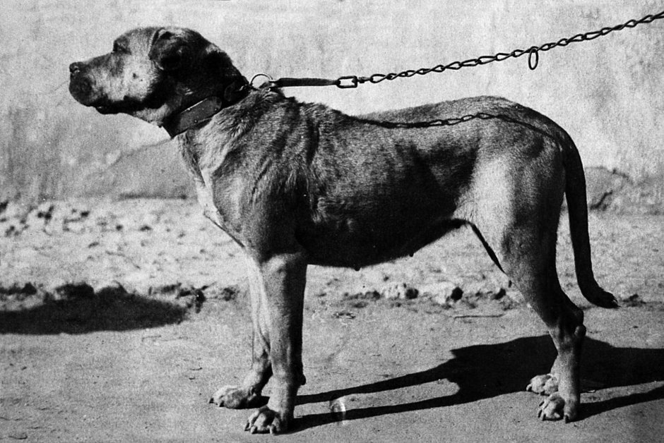 Булленбейсер порода собак