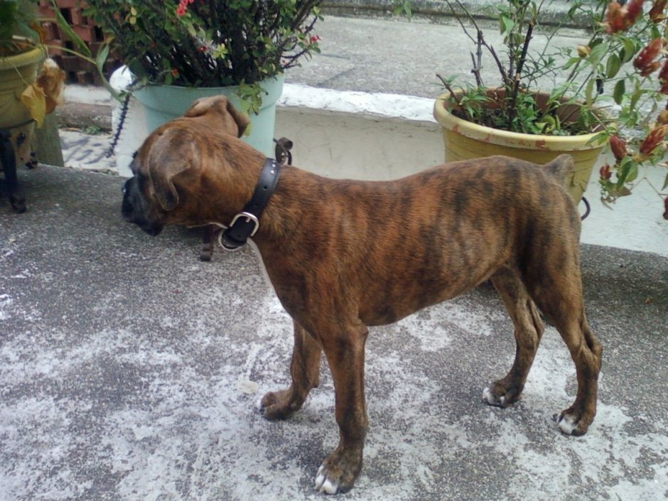 Породистые собаки в 19 веке