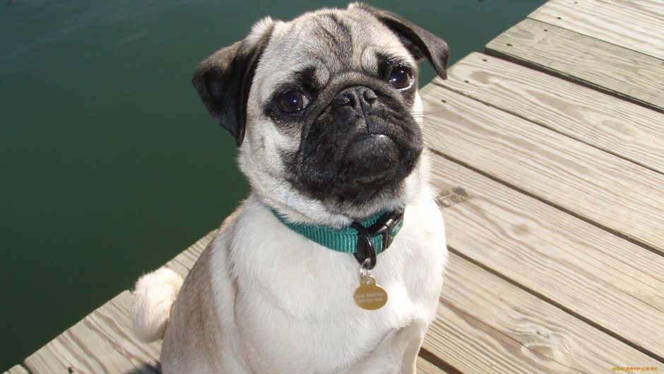 Боксёр собака