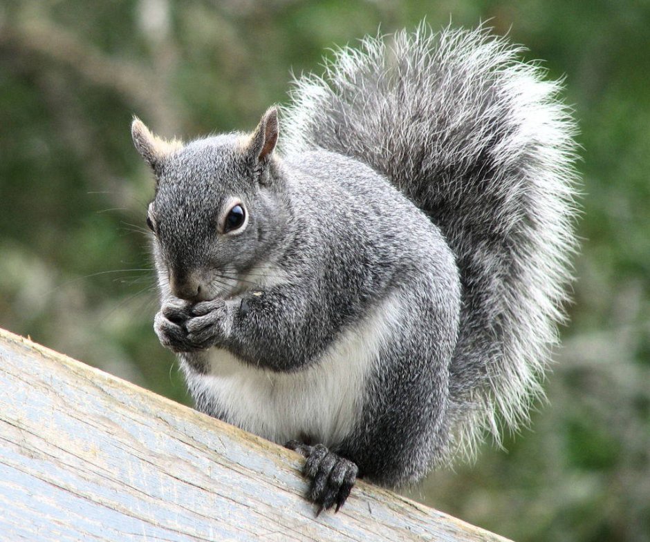 Sciurus griseus