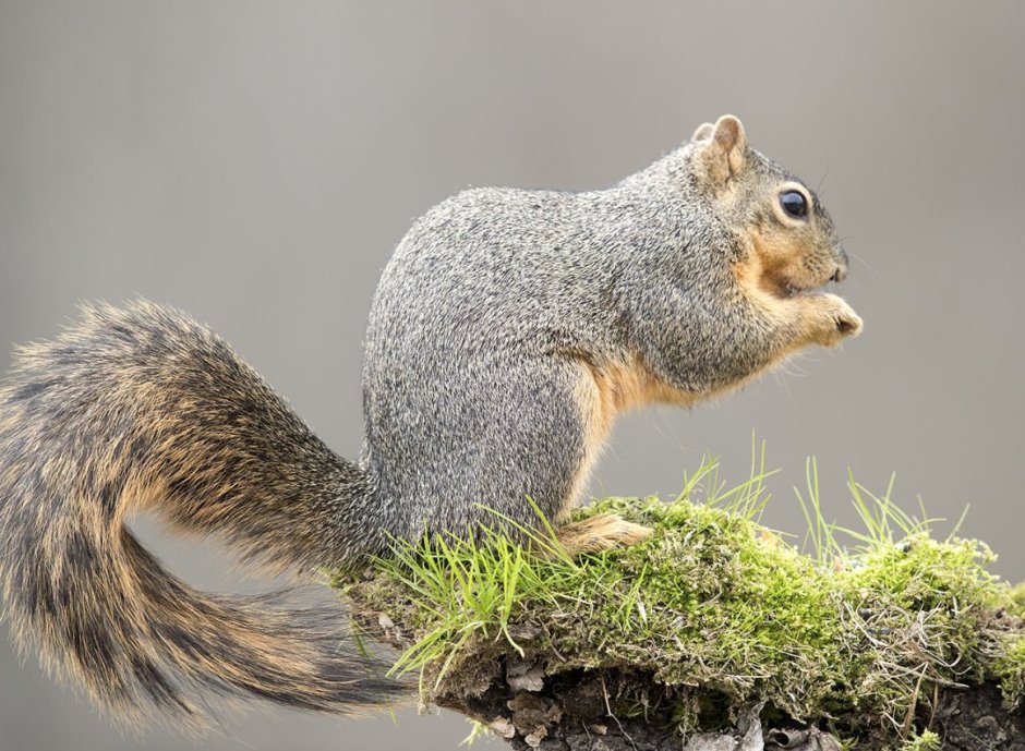 Sciurus gilvigularis