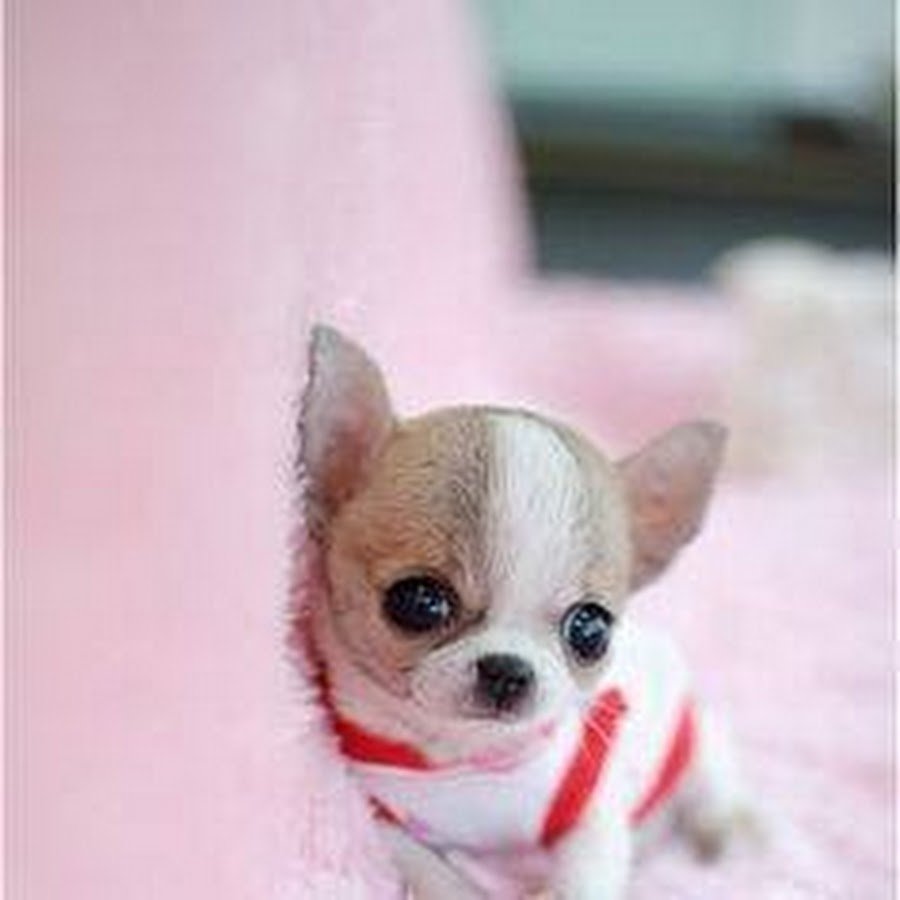 Чихуа мини