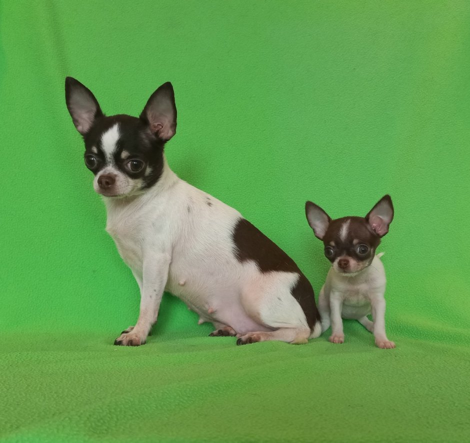 Чихуахуа длинношерстные трехцветные