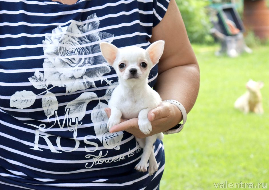 Собака чихуахуа