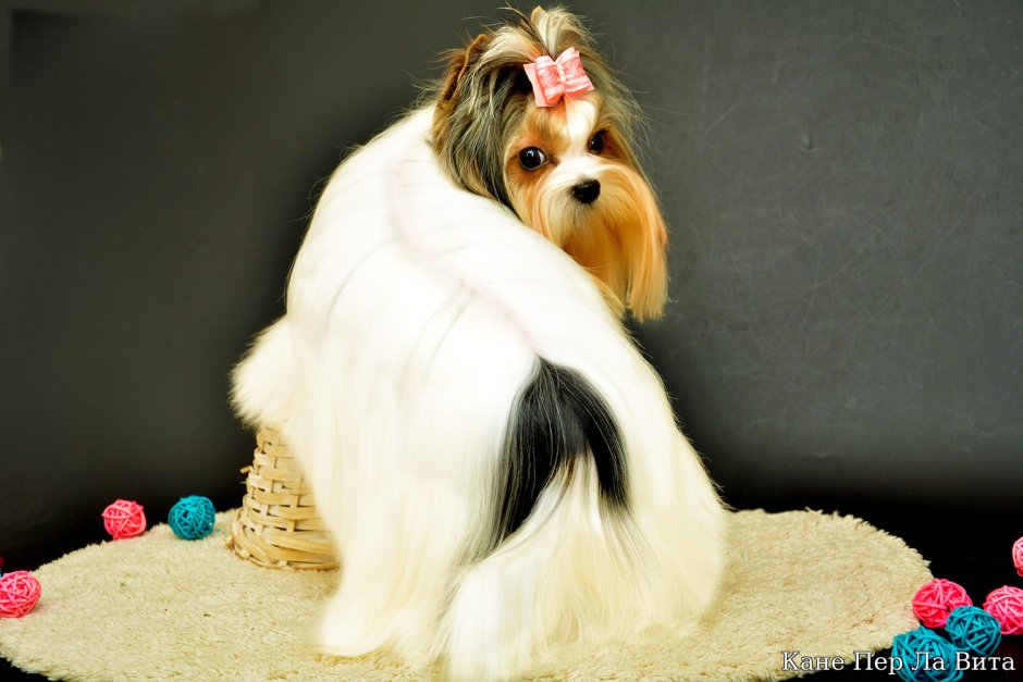 Песня про собаку чихуахуа