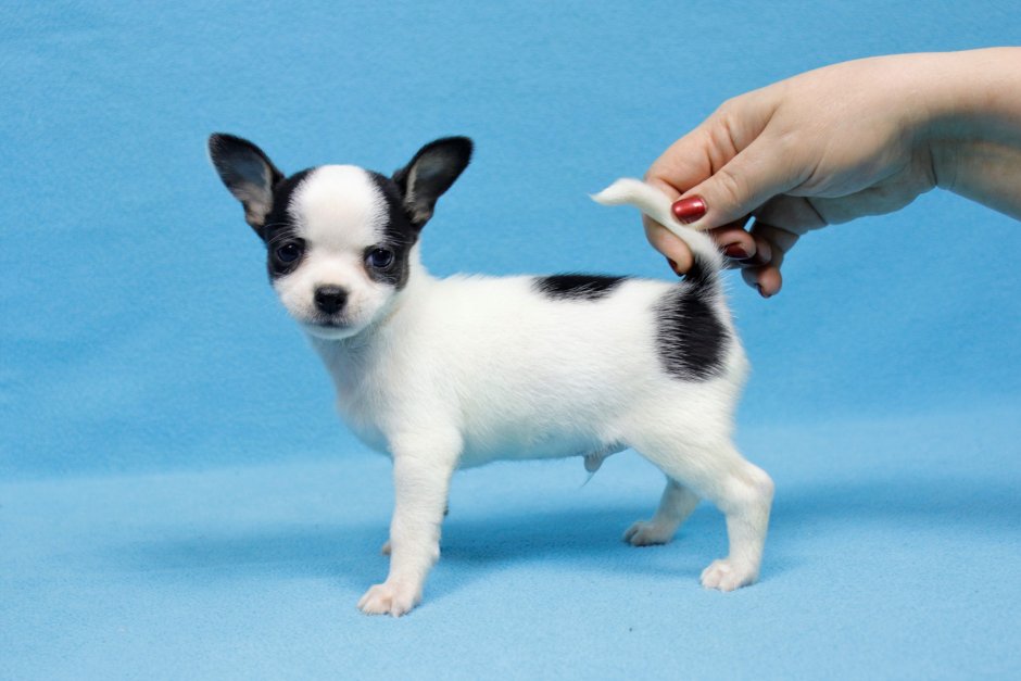 У породы чихуахуа окрас