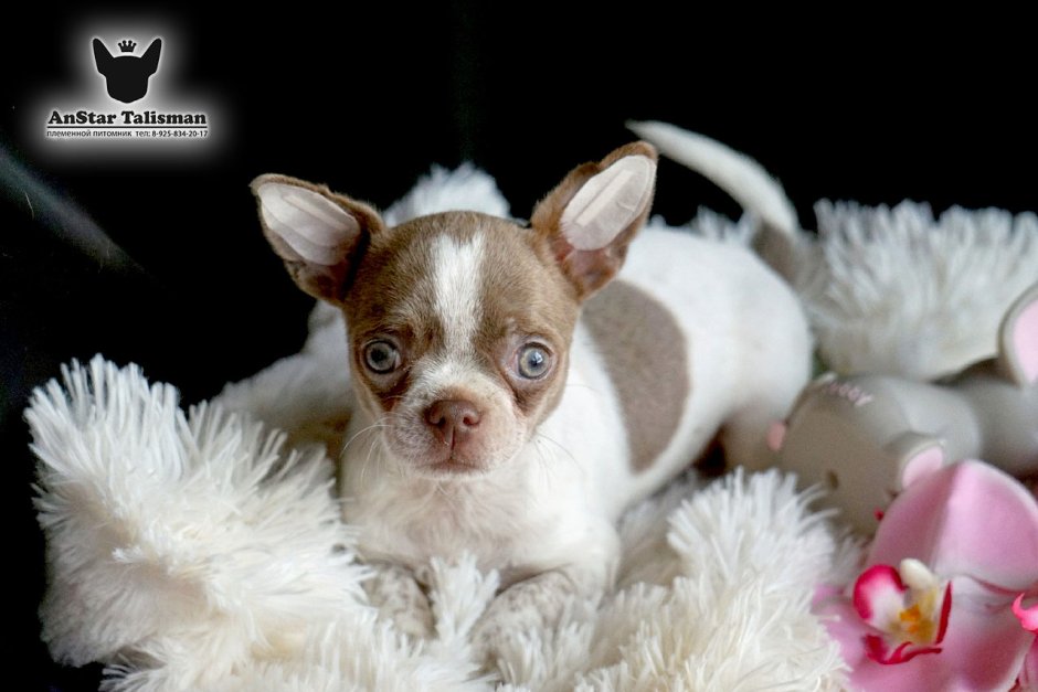 Чихуахуа длинношерстные