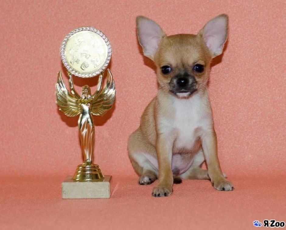 Питомник Валентра Стар чихуахуа щенки на продажу