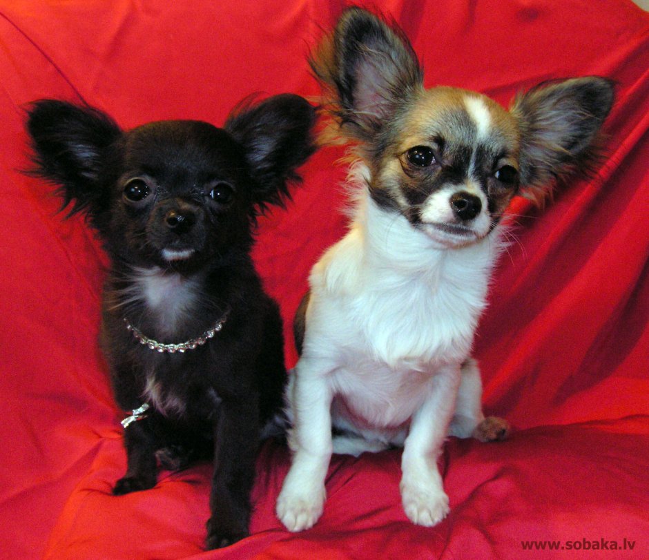 Микро мини чихуахуа