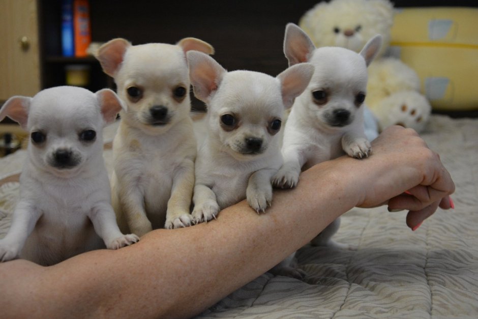 Чихуахуа Каменск Уральский