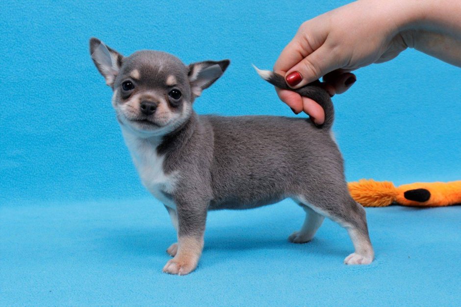 Щенки чихуа питомник Берендеевы