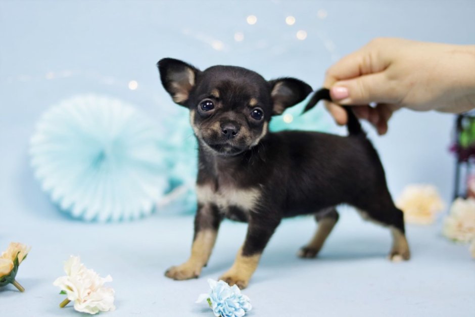 Краснодар заводчица чихуахуа Наталья