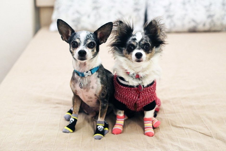 Питомник чихуахуа чихуахуа Висконти-Сфорца