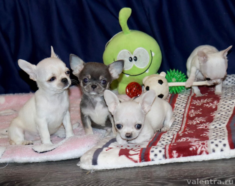 Валентра Стар питомник чихуахуа