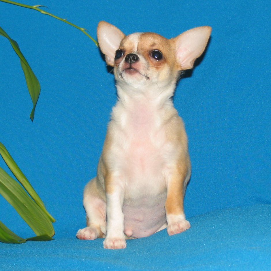 Чихуахуа кобби
