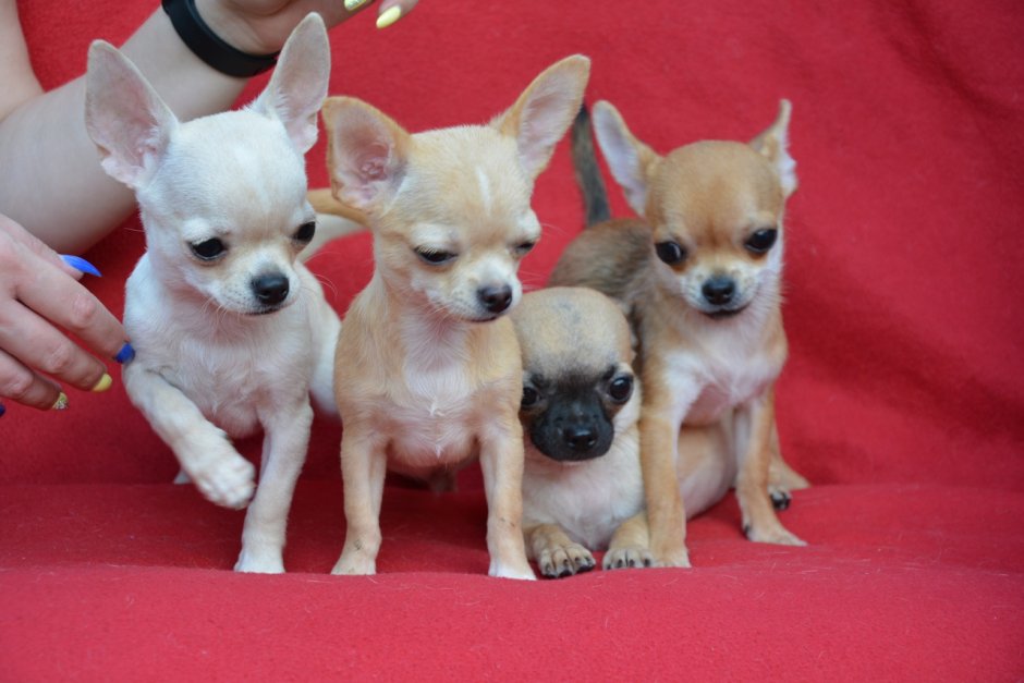 Выставочный чихуахуа гладкошерстные