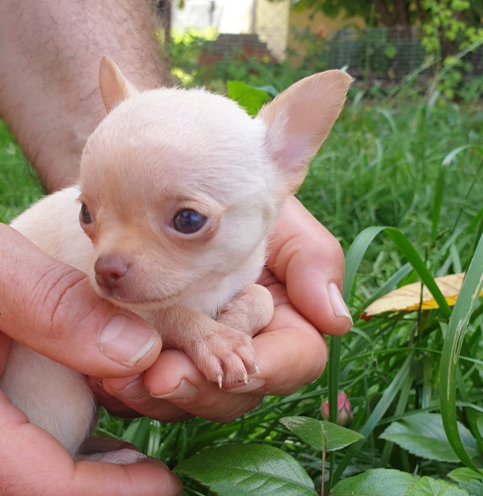 Порода собак чихуахуа