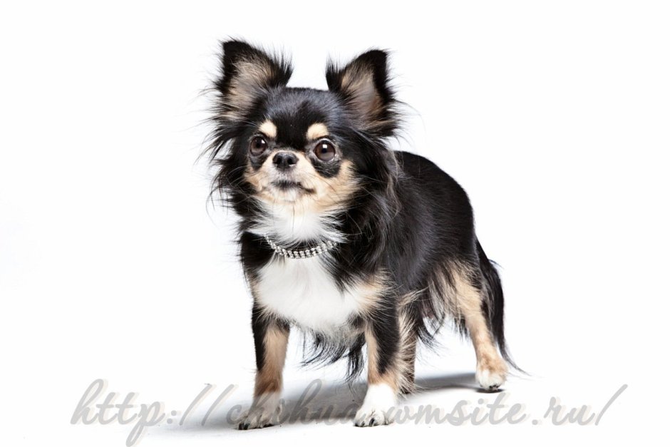 Щенки чихуа питомник