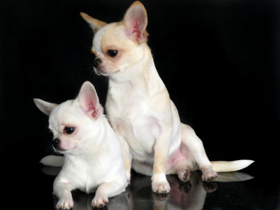 Стронг стайл чихуахуа