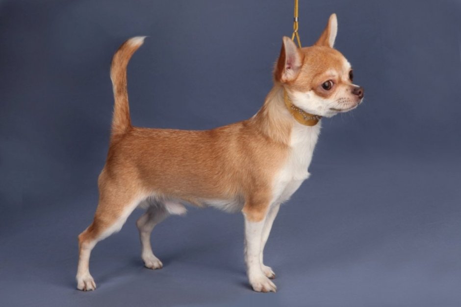 Чихуахуа Бим