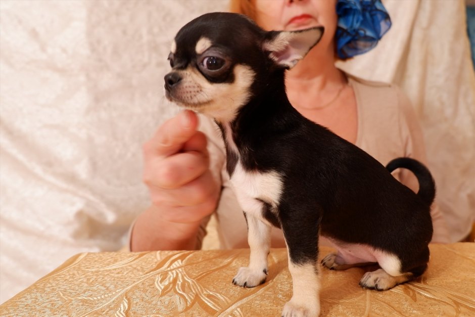 Щенки чихуахуа гладкошерстные