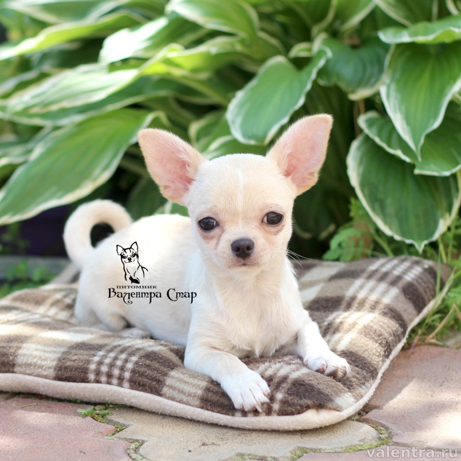 Собака пати чихуахуа