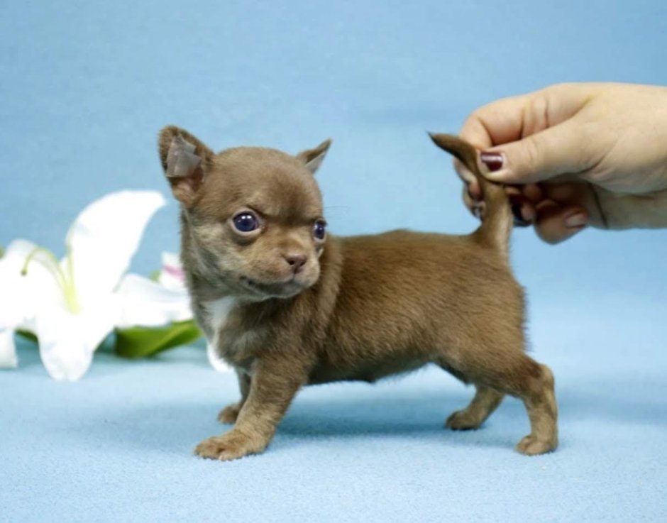 Моно чихуа 08.05.2021 Петербург