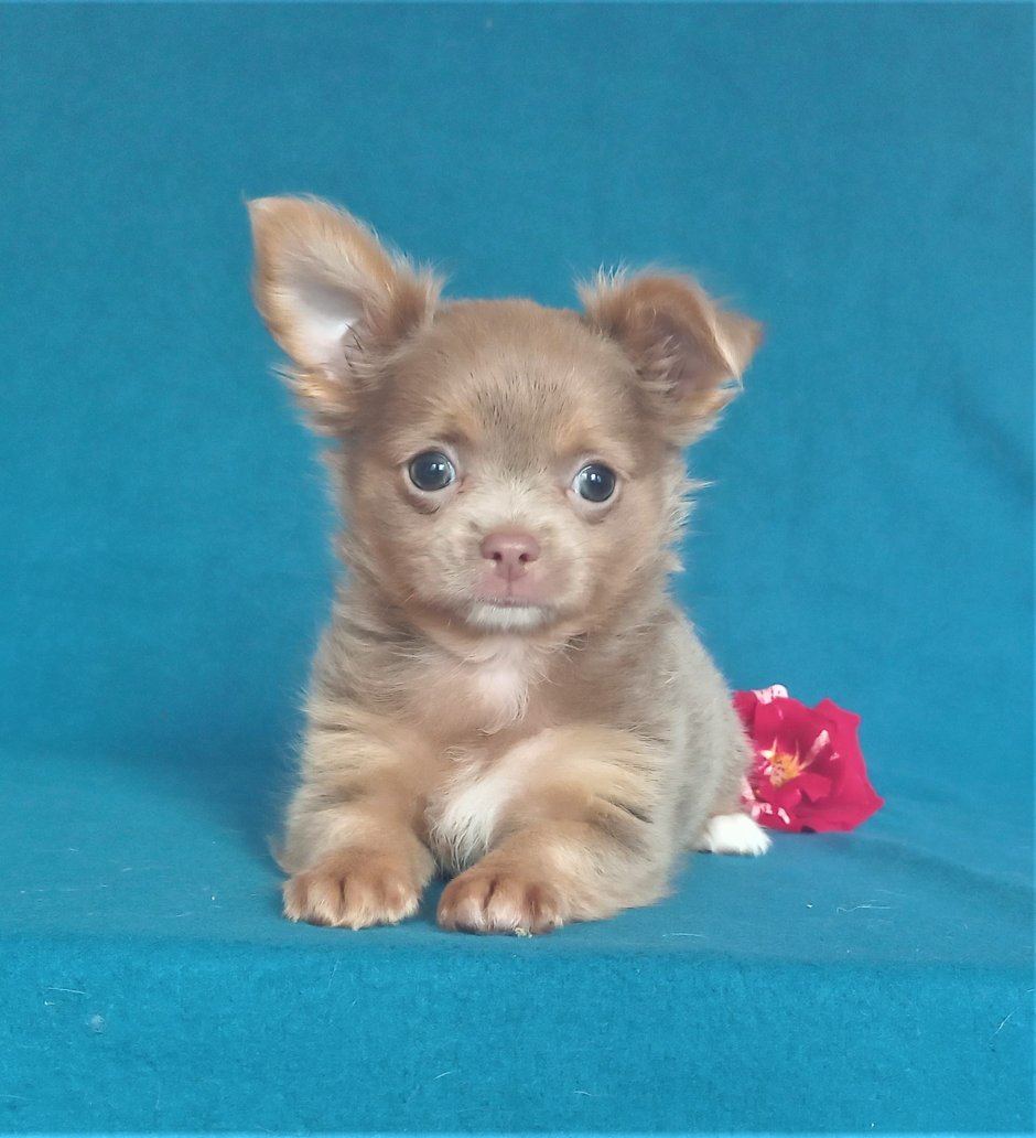 Заводчики собак чихуахуа в Омске