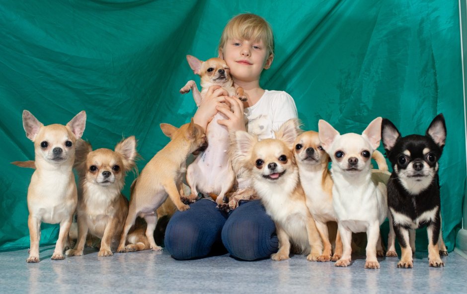 Чихуахуа гладкошерстные