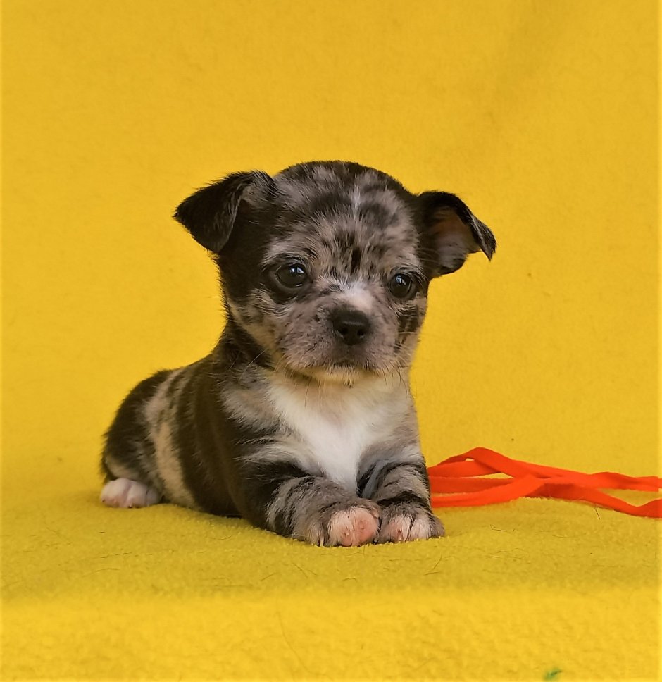 Чау Хуа собака фото