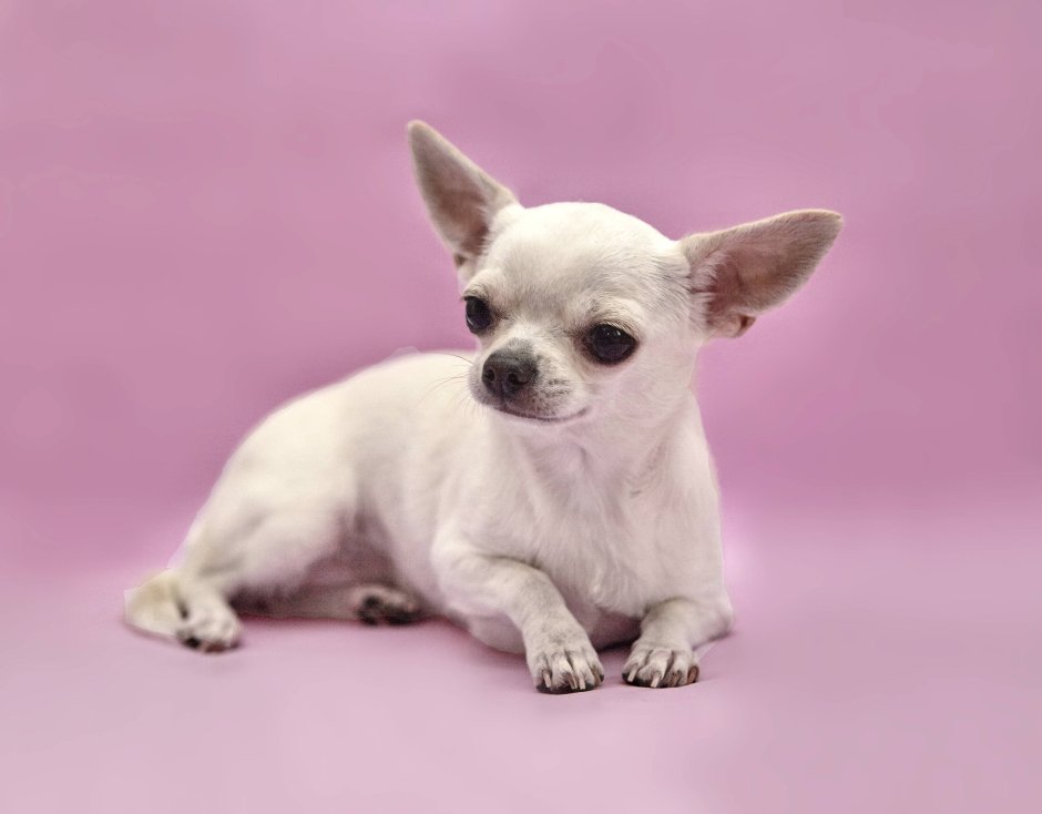 Чихуахуа купить в Москве питомник