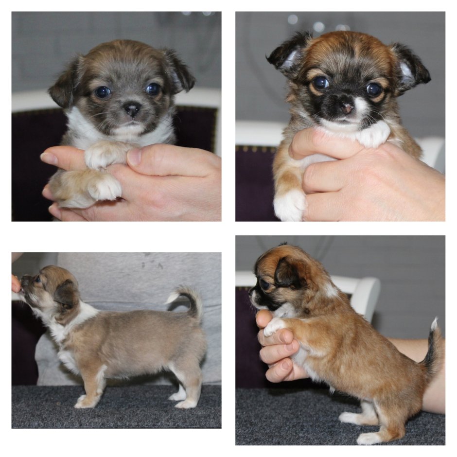 Длинношерстный чихуахуа и Йорк