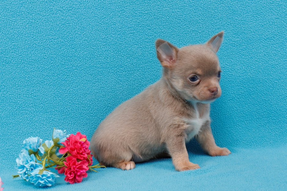 Шпиц чихуахуа Йоркширский