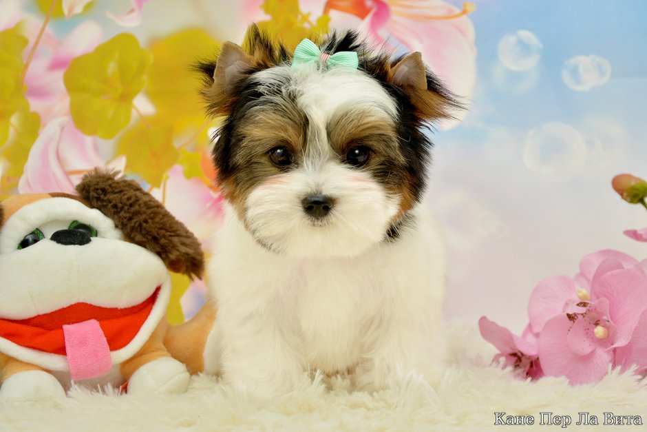 Стронг стайл