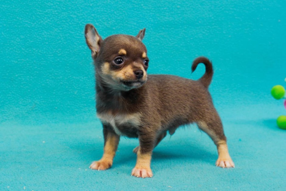 Чихуахуа разные породы