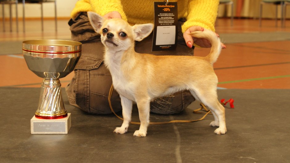 Презентация помета чихуахуа