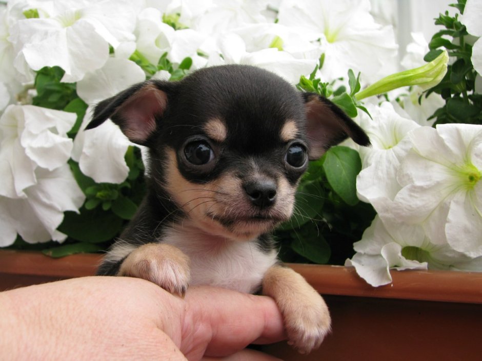 Питомник Апирина мексикано чихуа