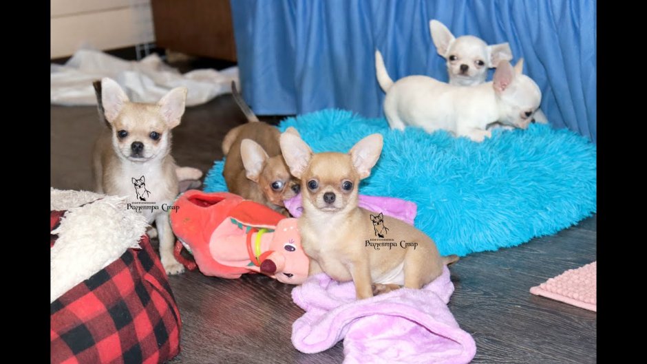 Заводчица чихуахуа Мартынова Елена