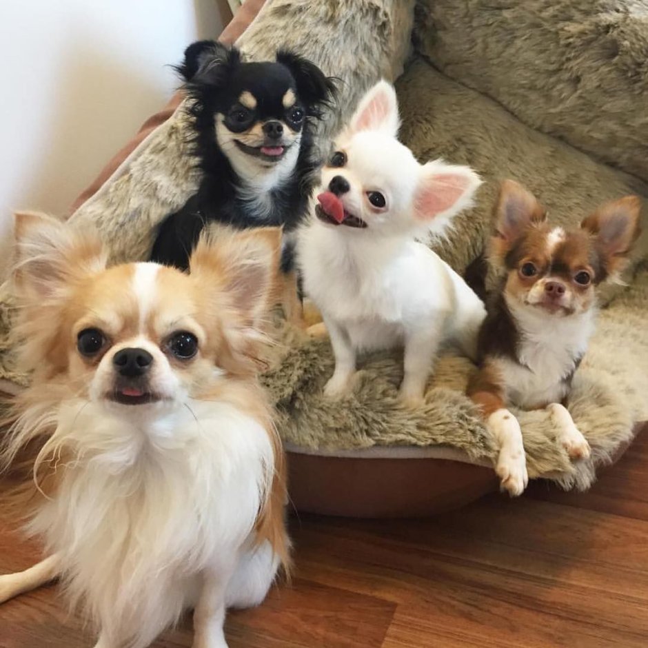 Чивава питомник чихуа