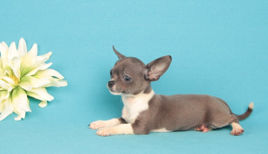 Чихуахуа чемпион РКФ