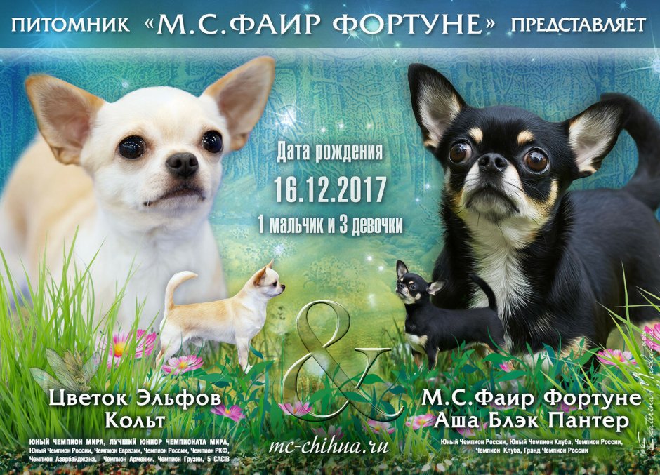 Чихуахуа мини злая