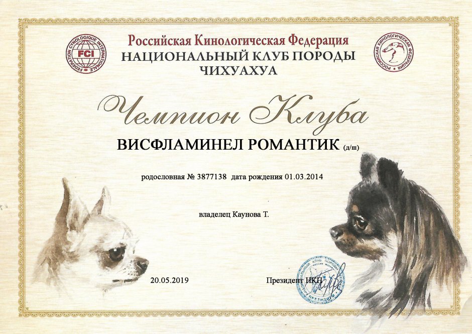 Чихуахуа мини в Нижнем Новгороде