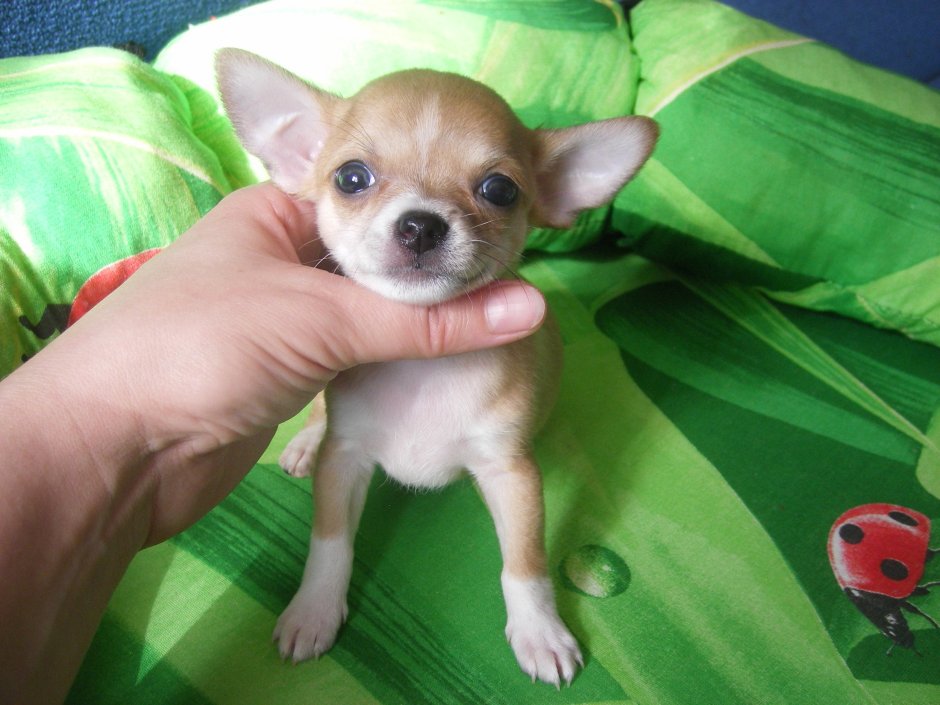 Питомник Шахлав Вест чихуа