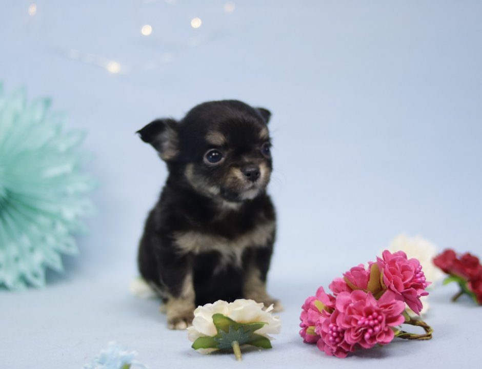 Заводчица Тамара чихуахуа