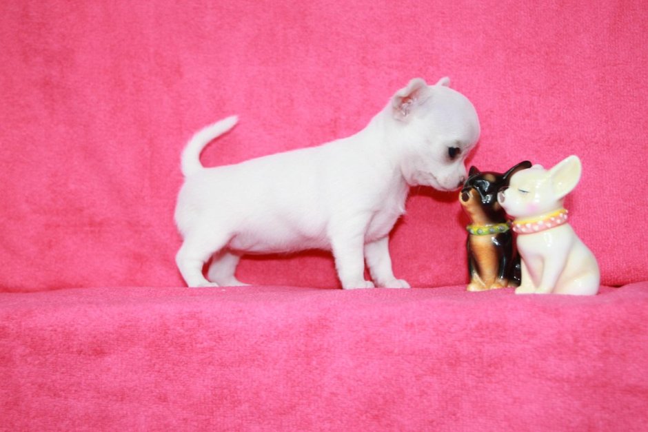 Злато Московии питомник чихуахуа