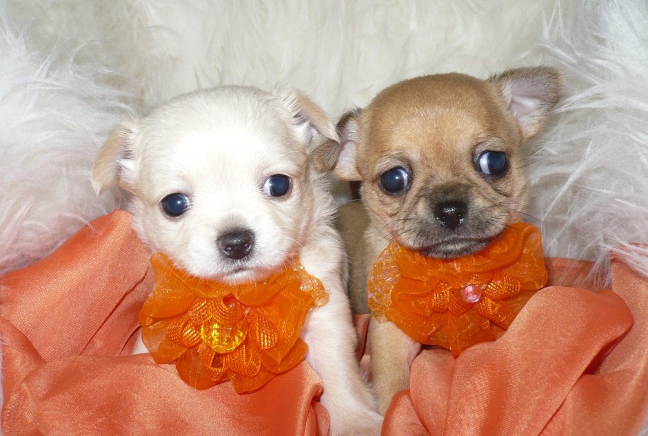 Чихуахуа мини молочный