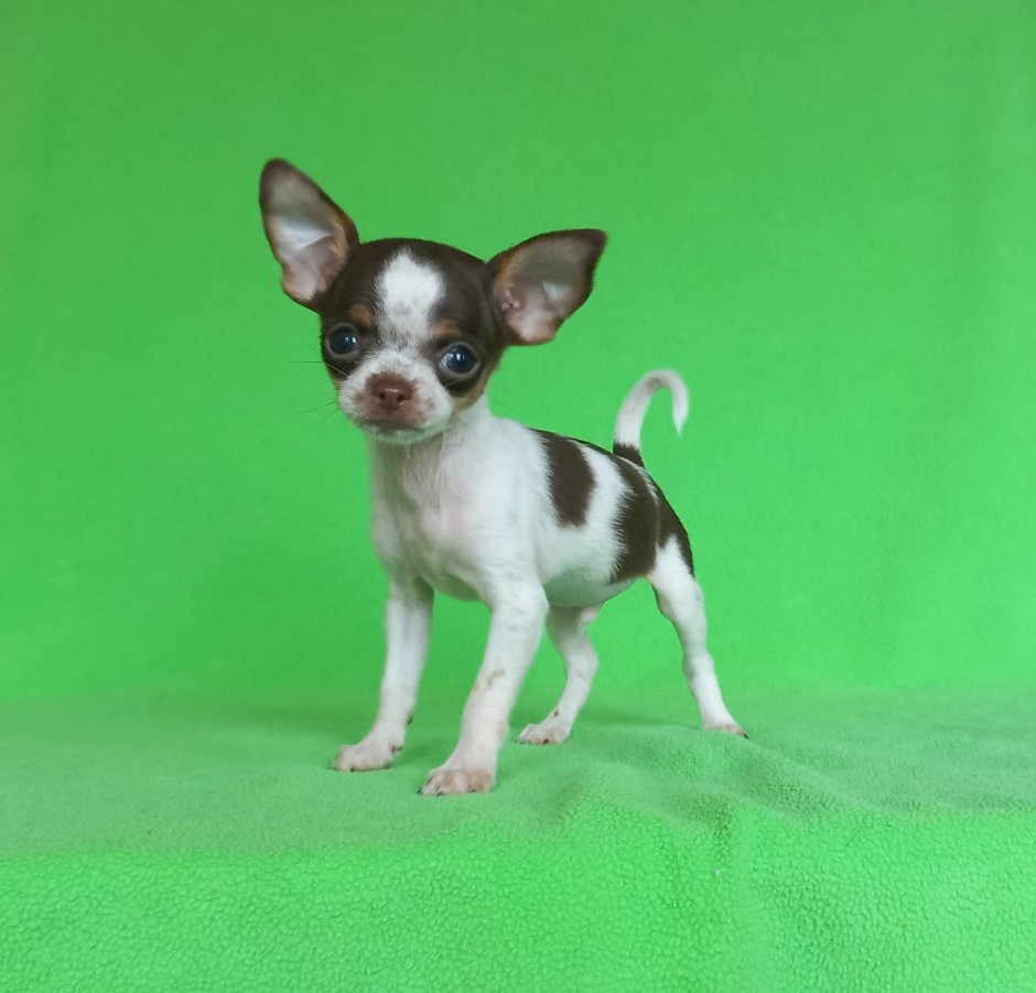 Стронг стайл питомник чихуахуа