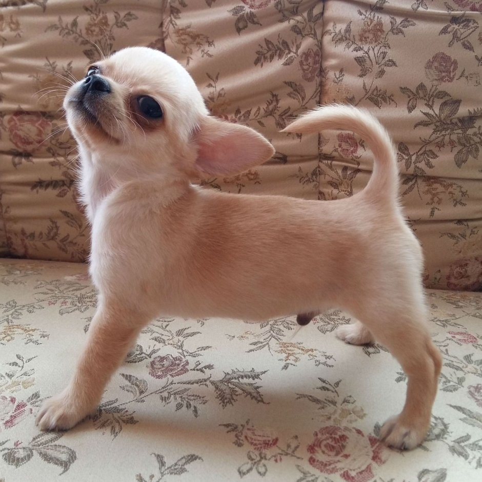 Чихуахуа играет